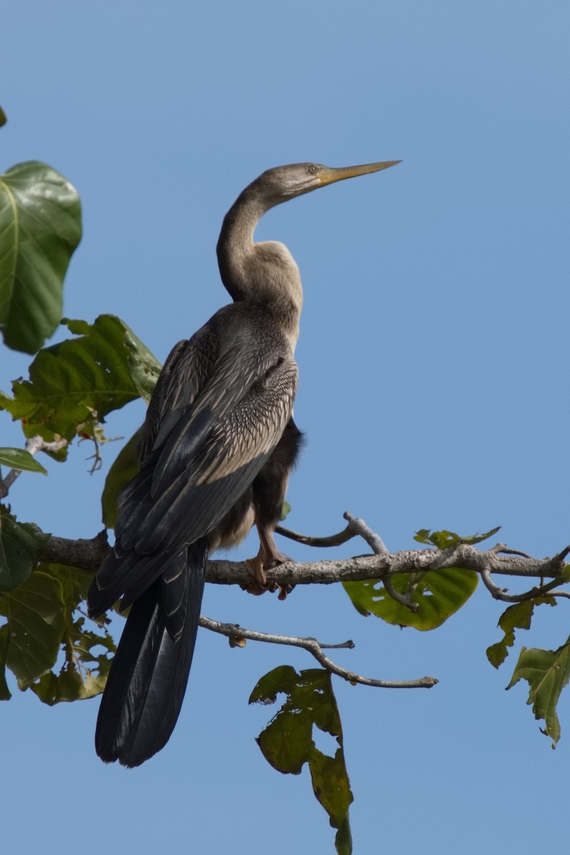 Australasian Darter - ML568644431