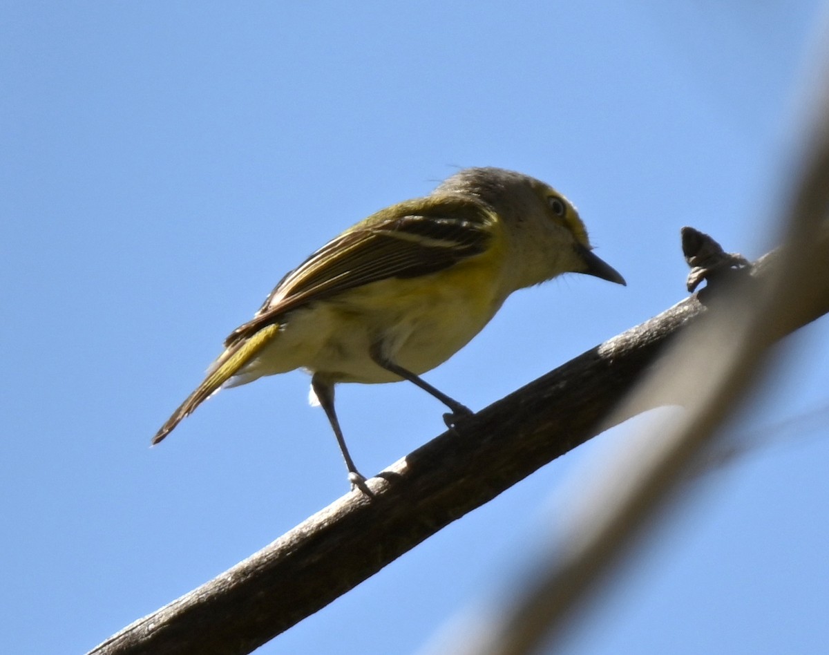 Ak Gözlü Vireo - ML568644791