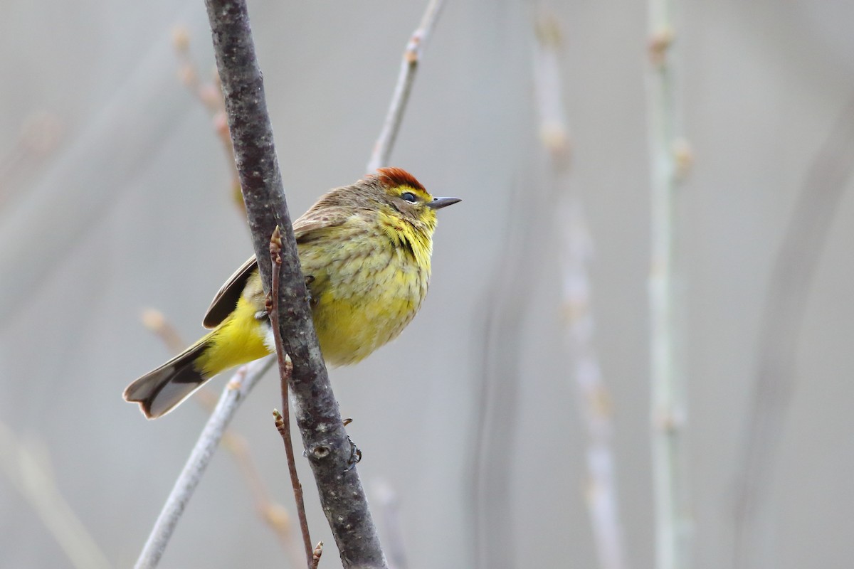 Palm Warbler - Brian  Collins