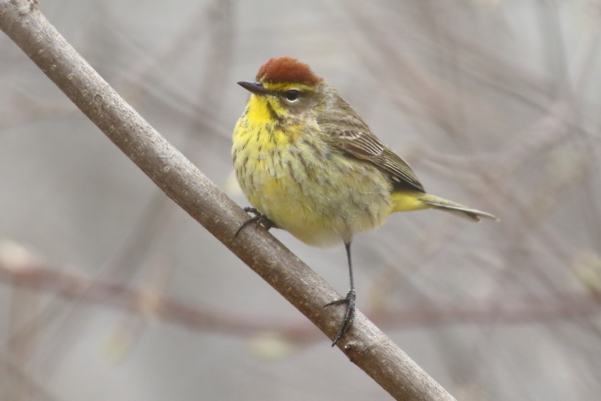 Palm Warbler - ML568644981