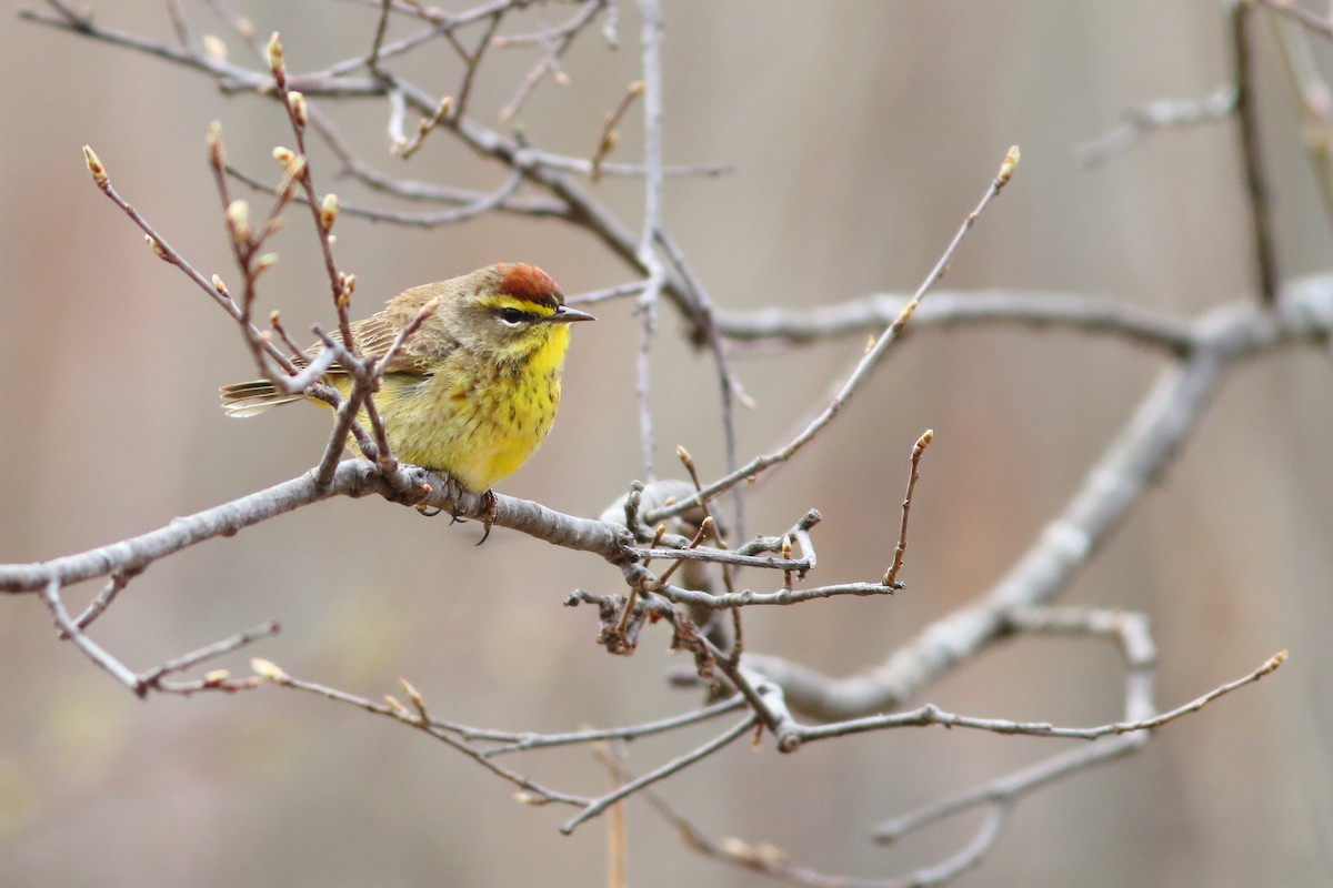 Palm Warbler - ML568644991