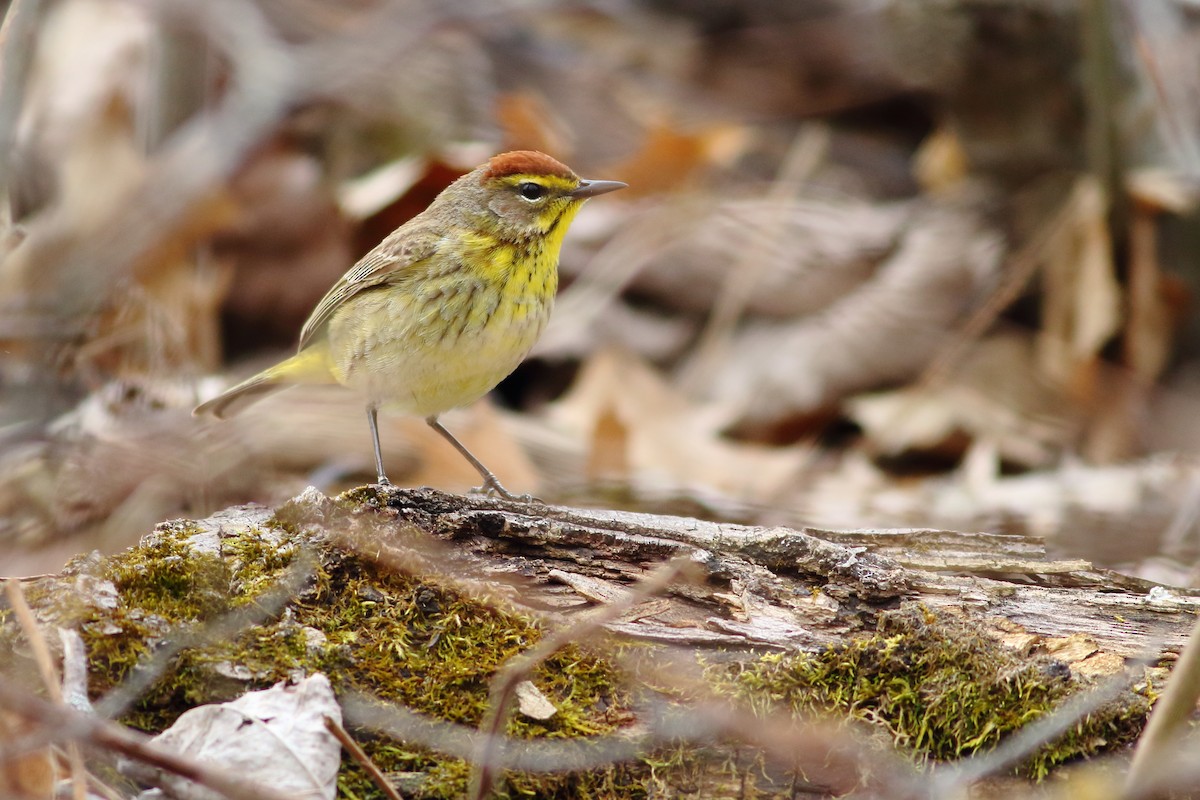 Paruline à couronne rousse - ML568645011