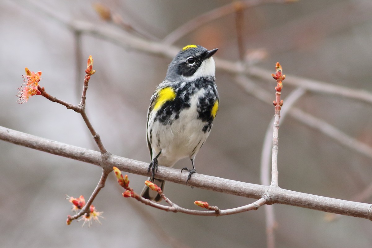 Yellow-rumped Warbler - ML568645621