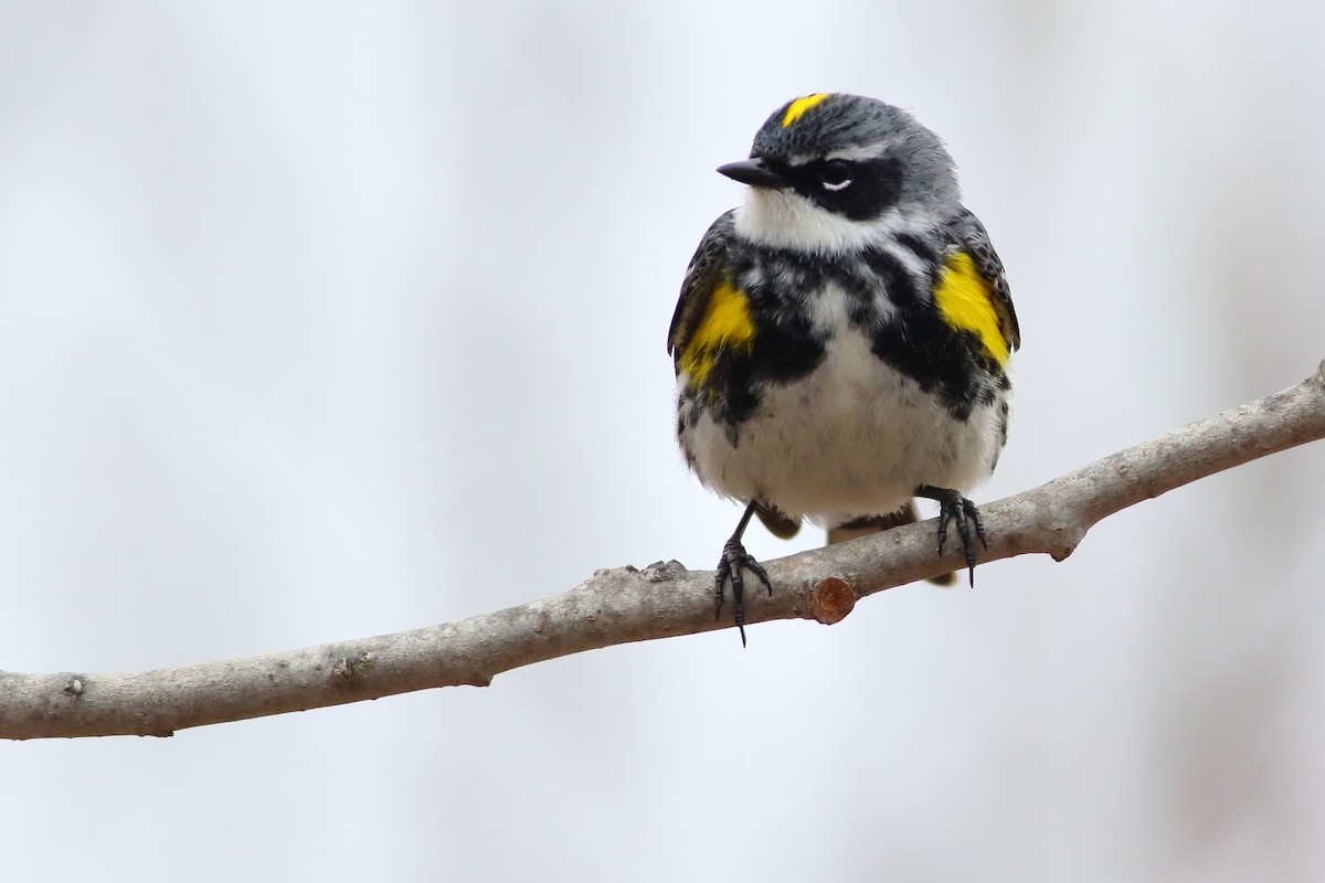 Yellow-rumped Warbler - Brian  Collins