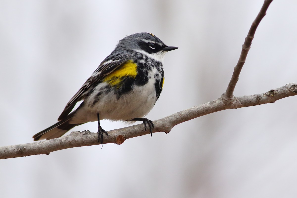 Yellow-rumped Warbler - ML568645641