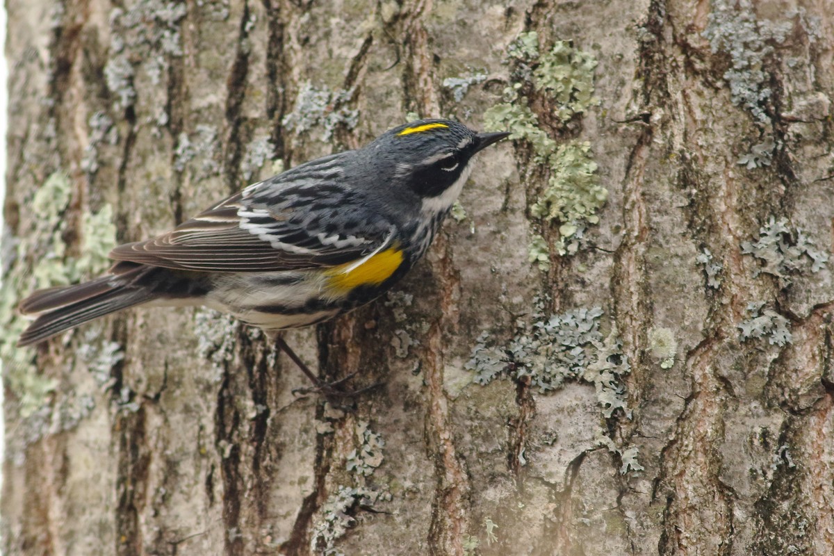 Yellow-rumped Warbler - ML568645661