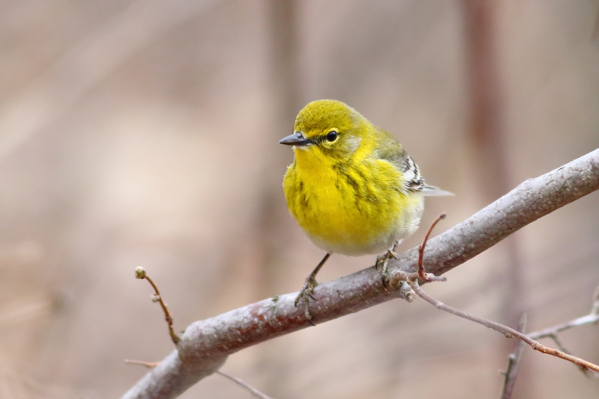 Pine Warbler - ML568646001