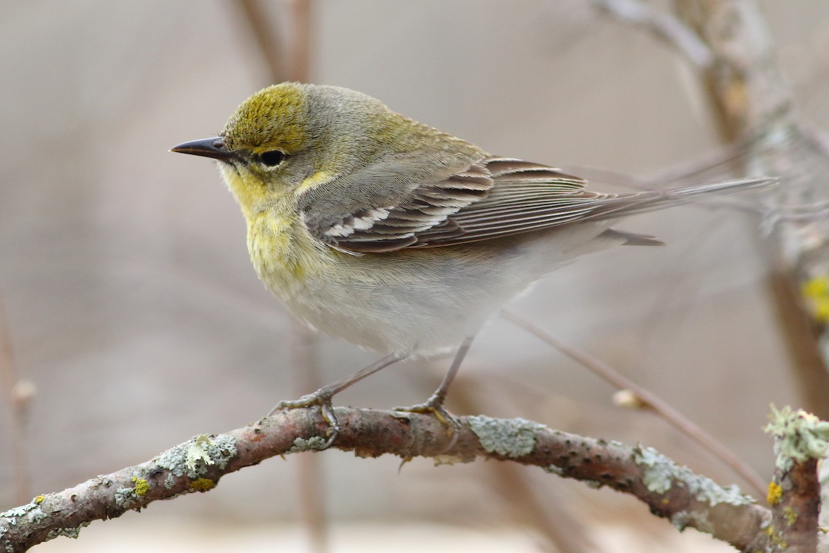 Pine Warbler - ML568646021