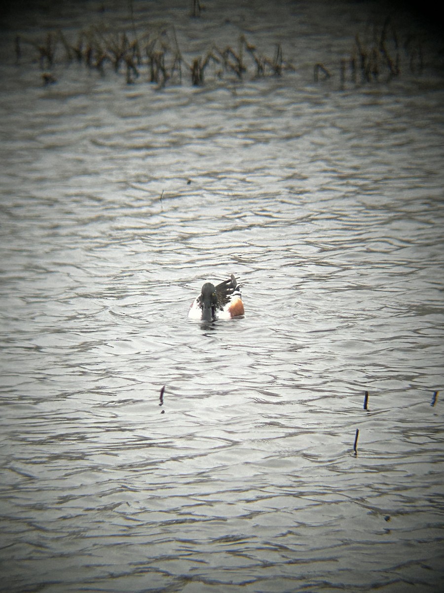 Northern Shoveler - ML568646201