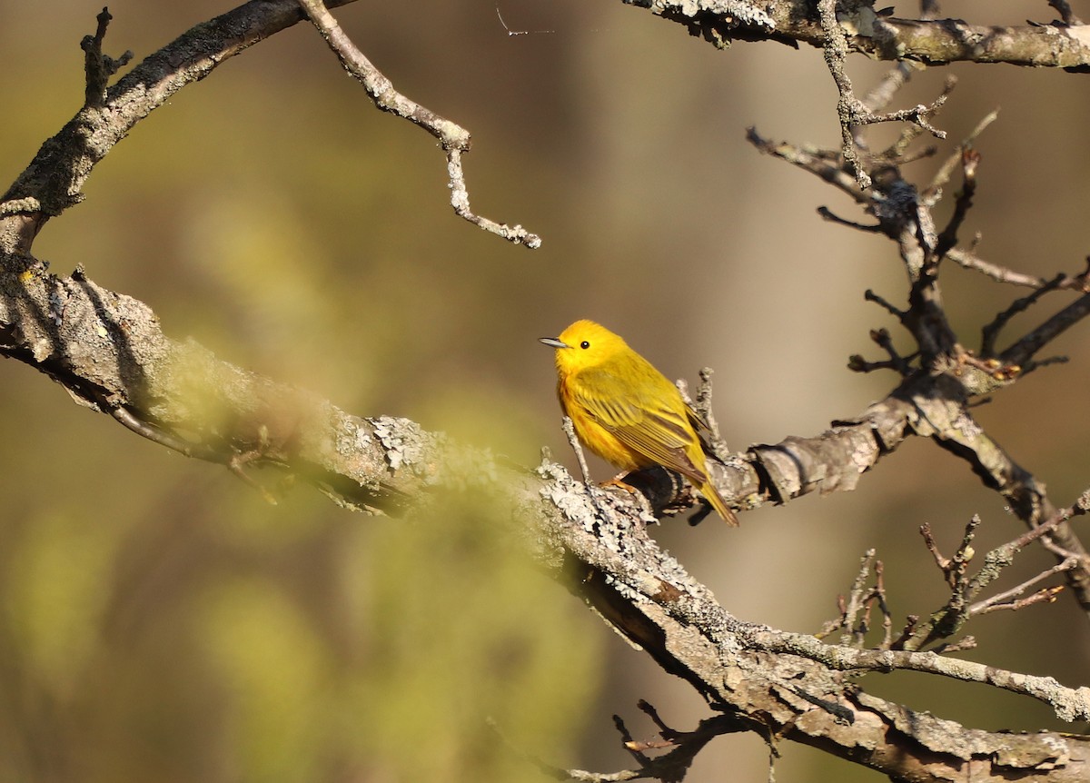 Paruline jaune - ML568646281