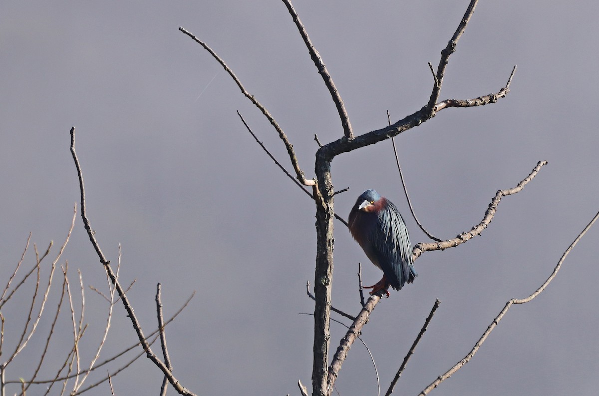 Héron vert - ML568646581