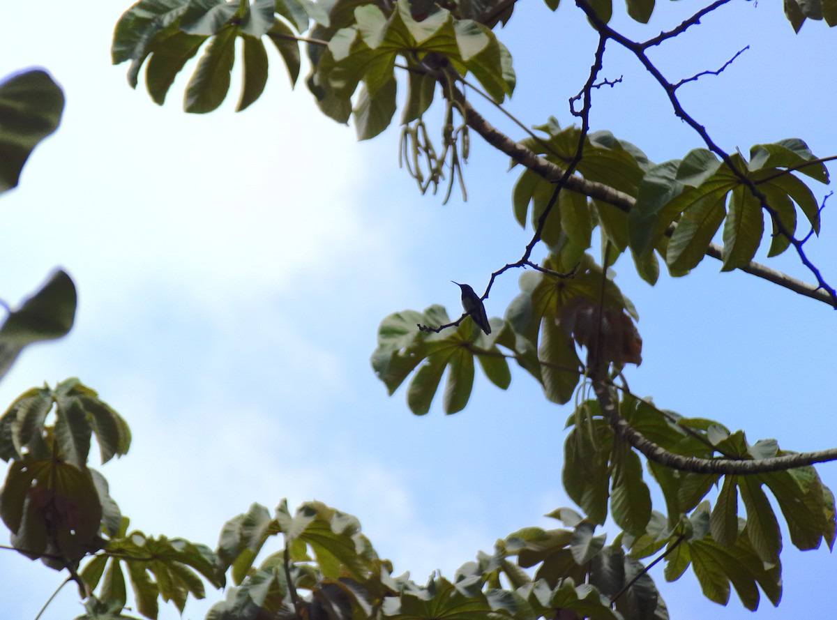 White-necked Jacobin - ML568647051