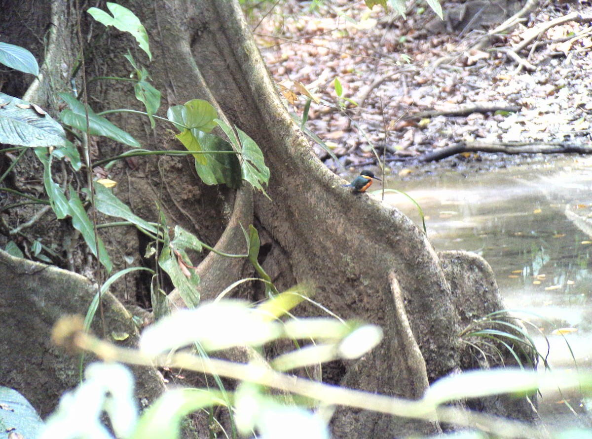 American Pygmy Kingfisher - ML568647241
