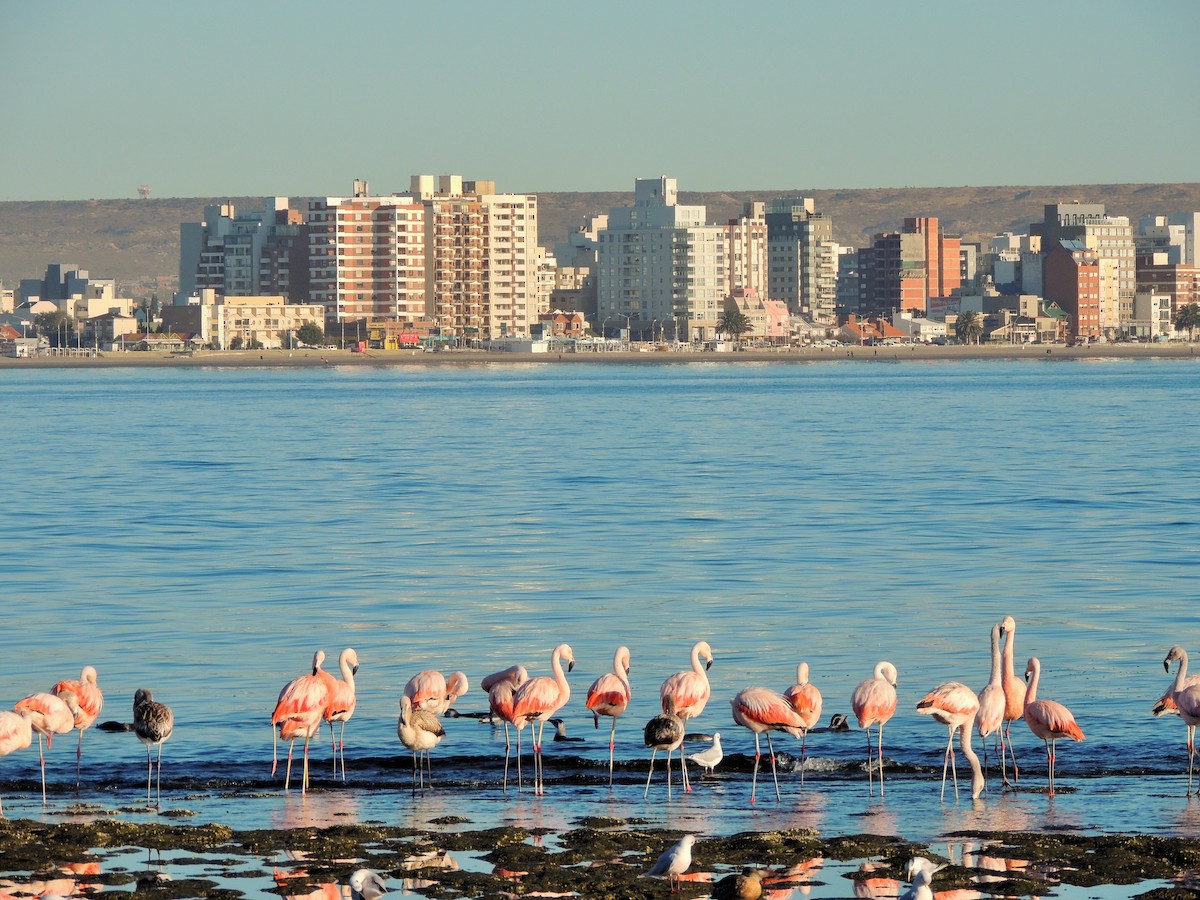 Chilean Flamingo - Veronica Monteagudo