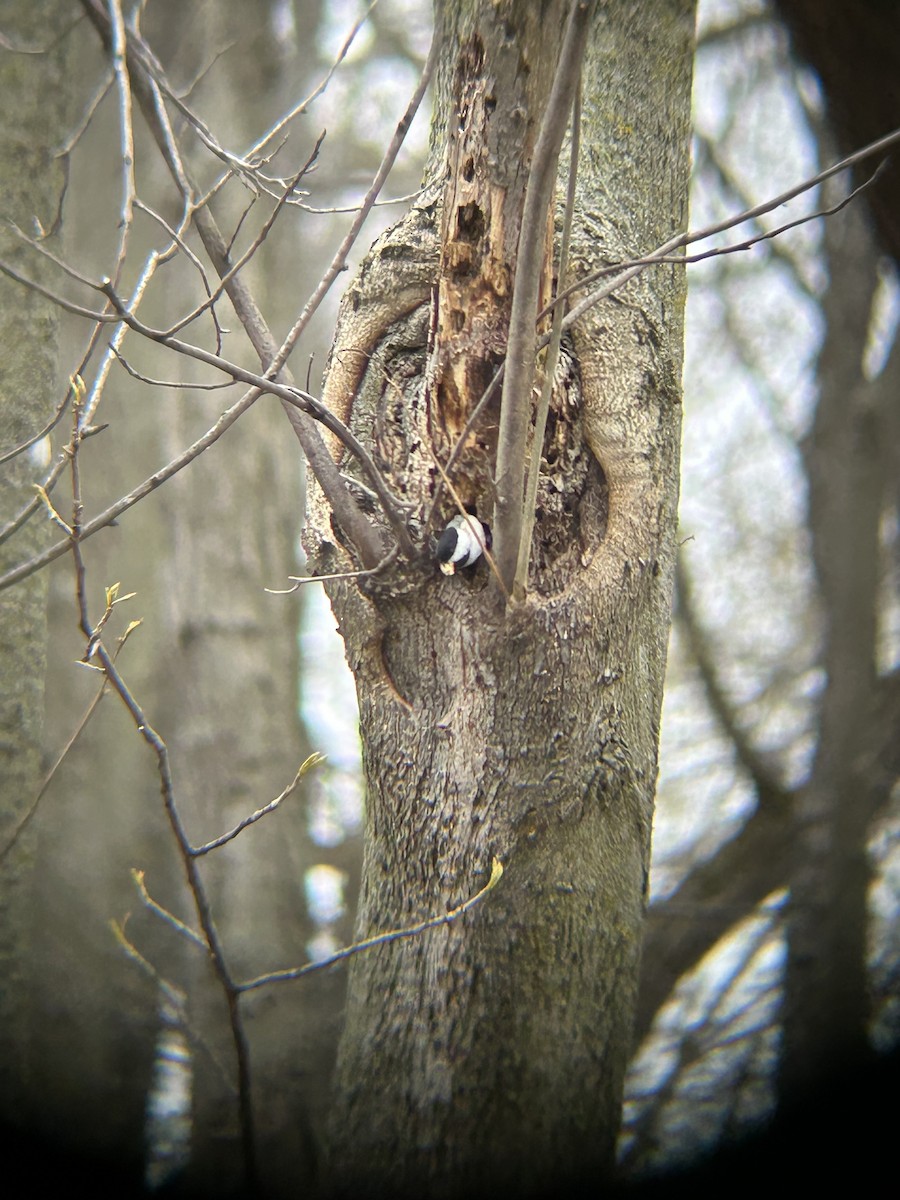 Black-capped Chickadee - ML568647941