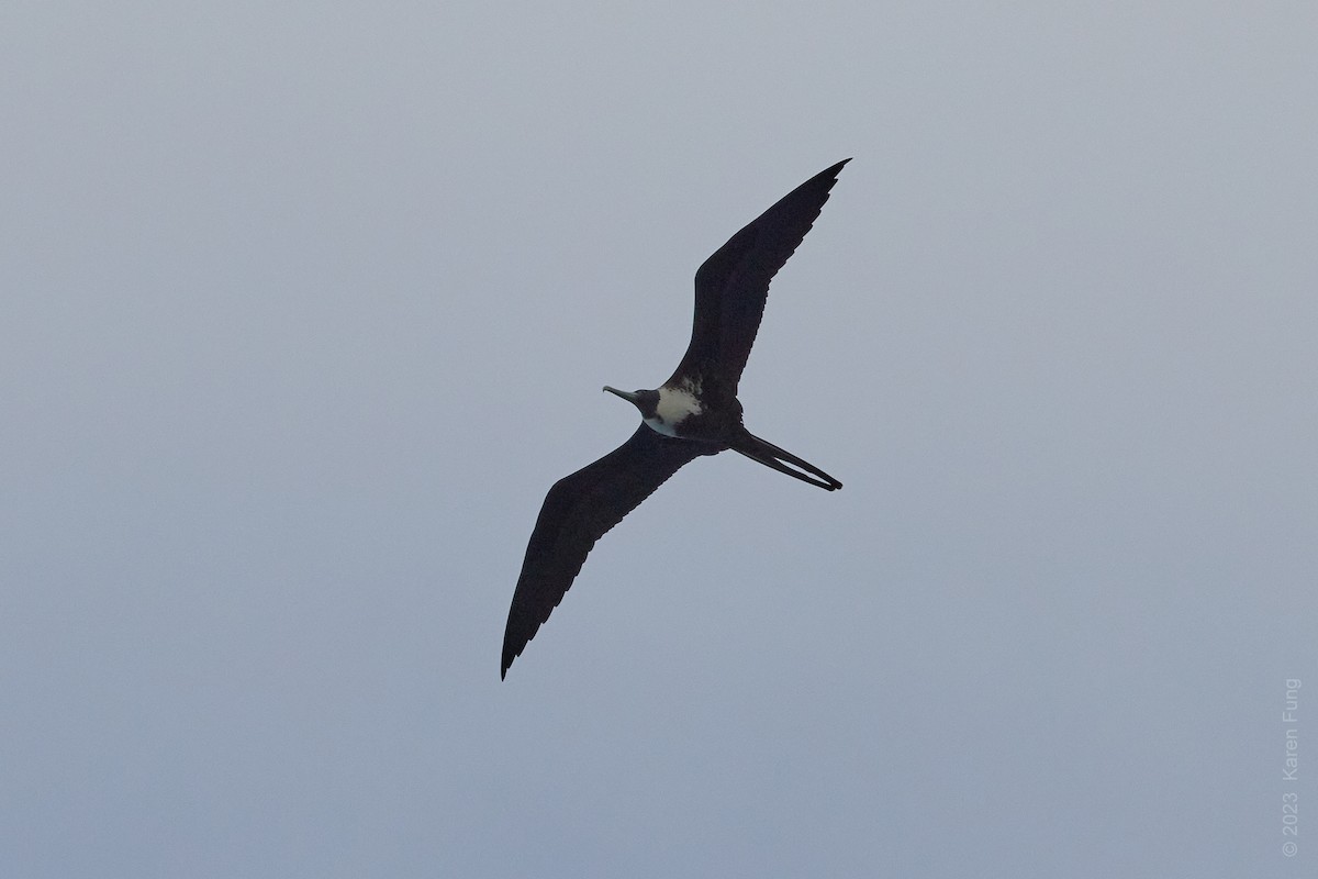 Magnificent Frigatebird - ML568648641