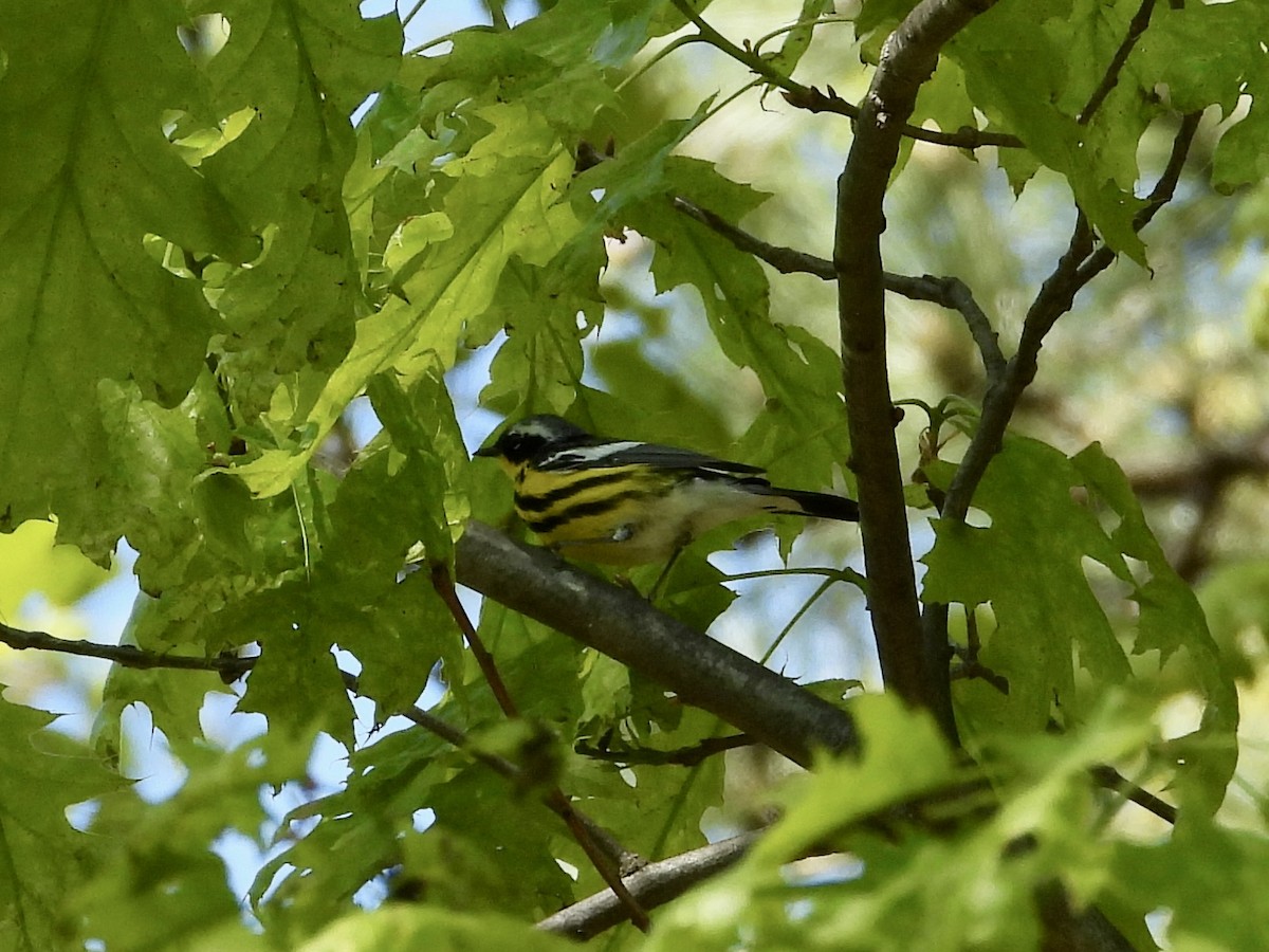 Magnolia Warbler - Robin M