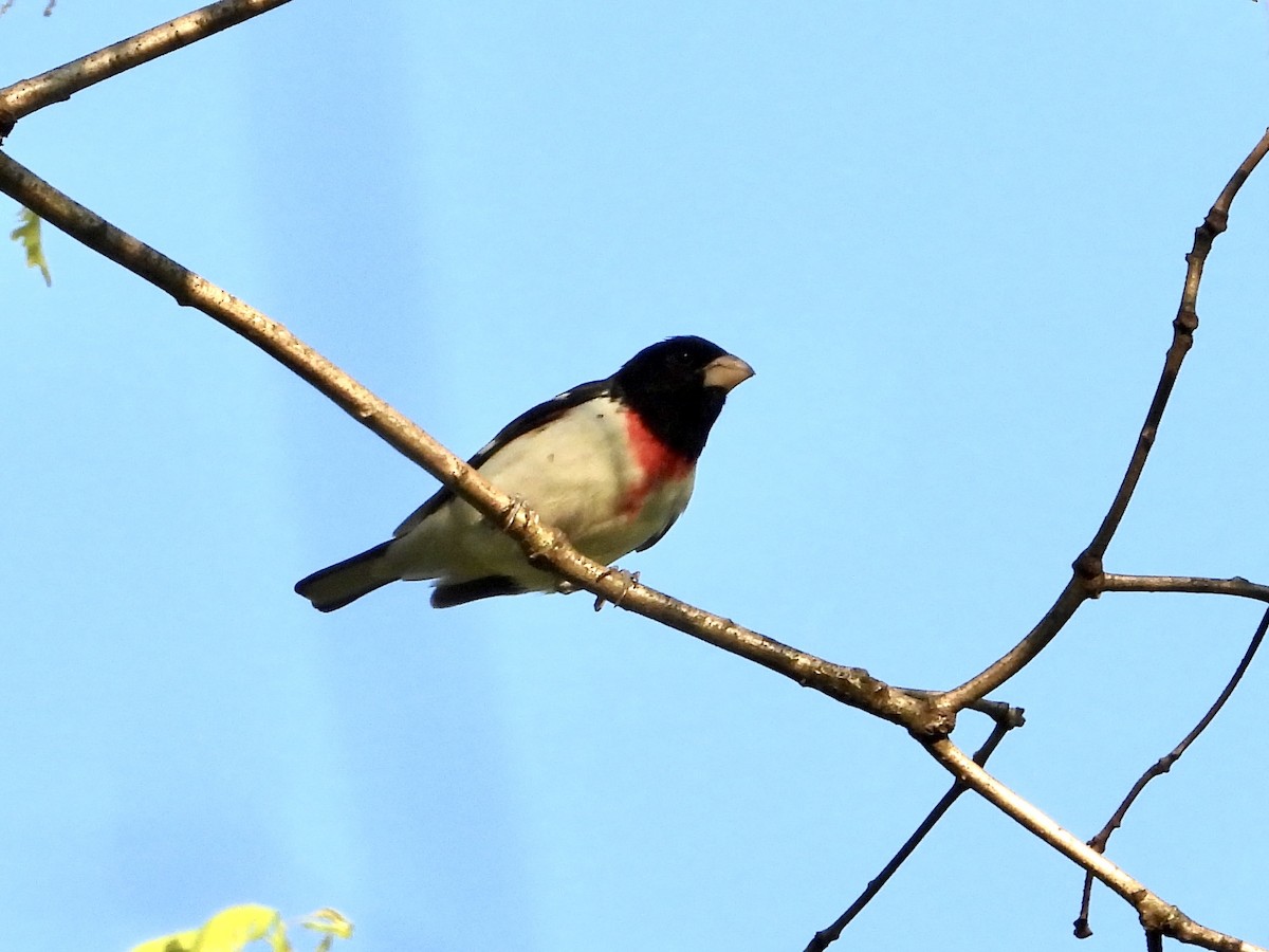 Rose-breasted Grosbeak - ML568649571