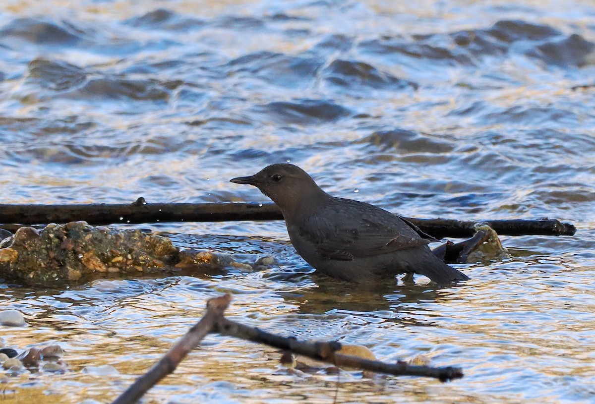 American Dipper - ML568650561