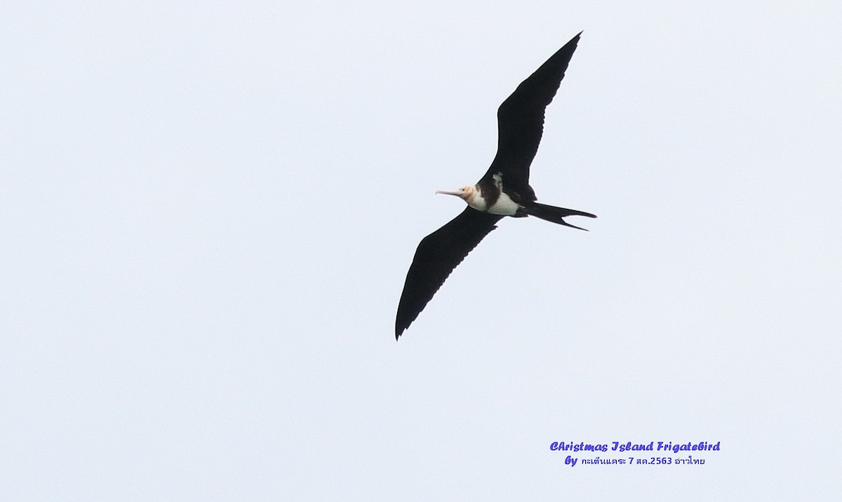 Christmas Island Frigatebird - ML568651031