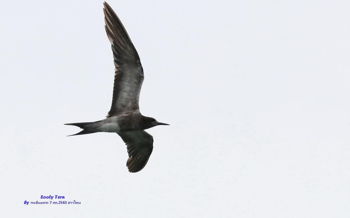 Sooty Tern - ML568651051