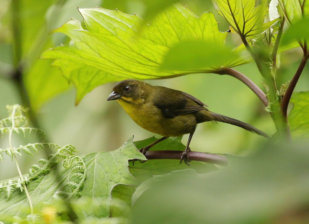 Dusky-headed Brushfinch - Johnnier Arango 🇨🇴 theandeanbirder.com