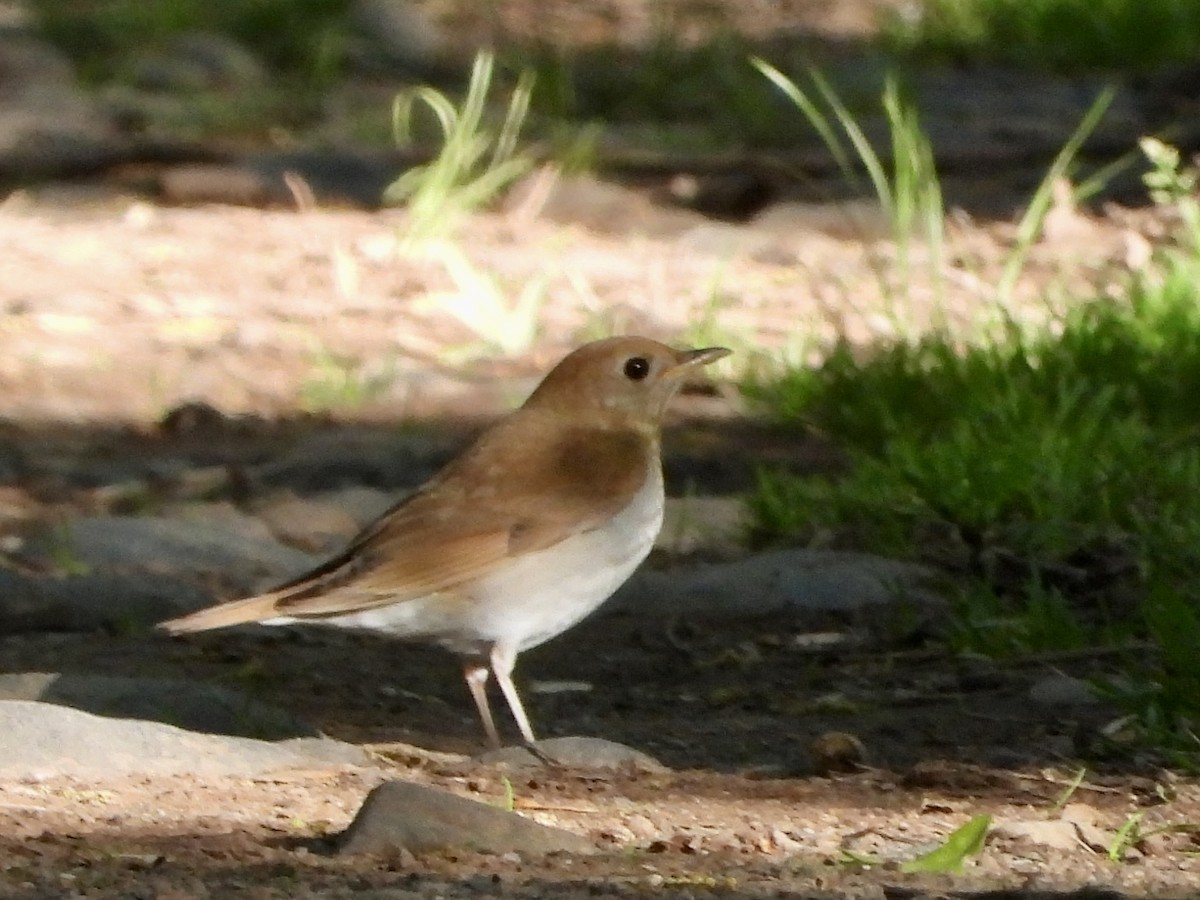 Zorzalito Rojizo - ML568651371