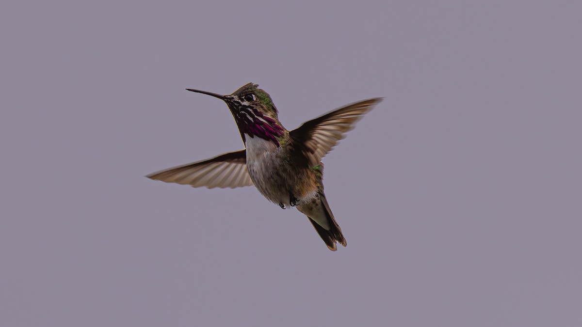 Calliope Hummingbird - ML568651691