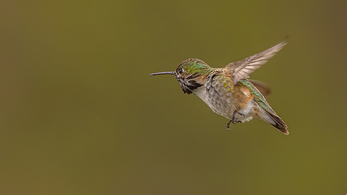 Calliope Hummingbird - ML568651701