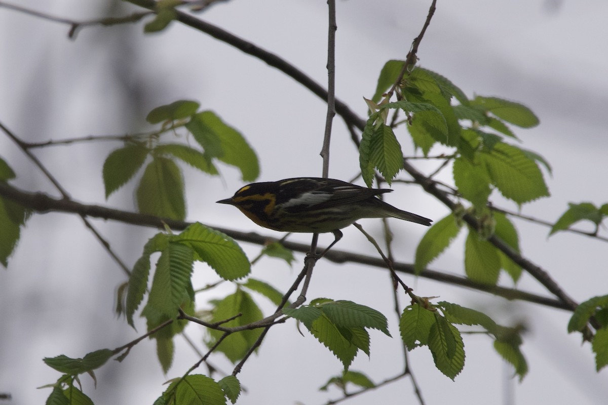 Blackburnian Warbler - ML568652141