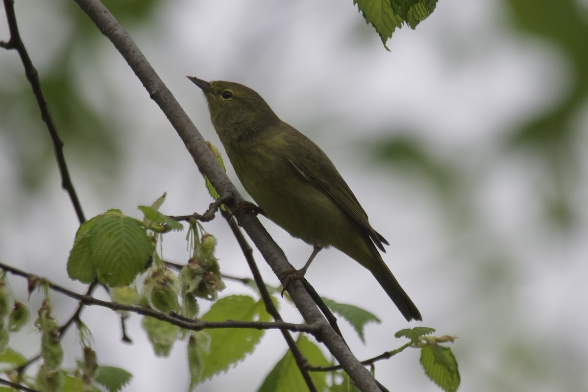 Orange-crowned Warbler - Greg Hertler