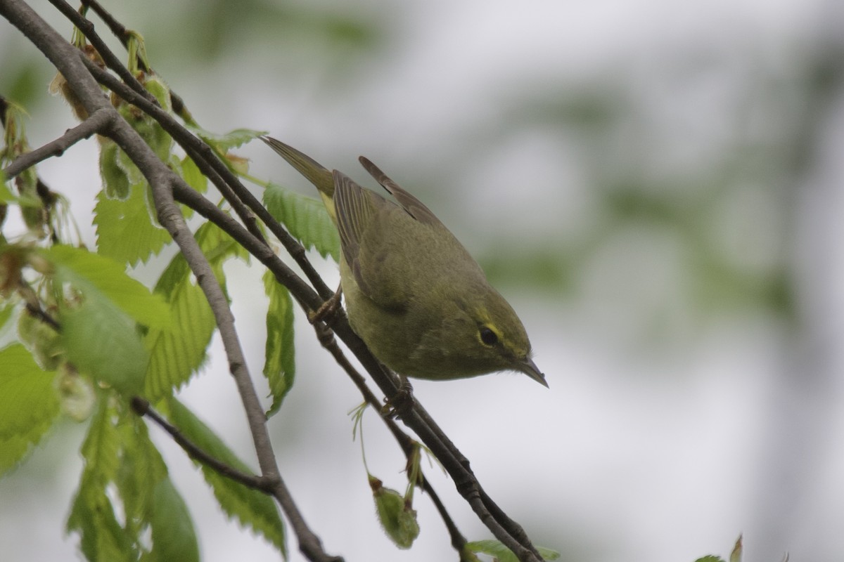 Orange-crowned Warbler - Greg Hertler