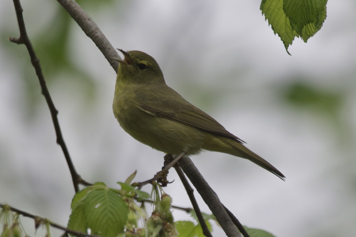 Orange-crowned Warbler - ML568652471