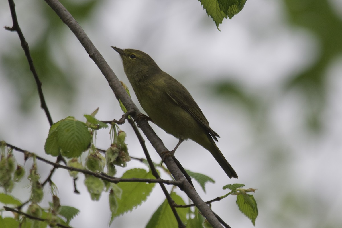 Orange-crowned Warbler - ML568652481