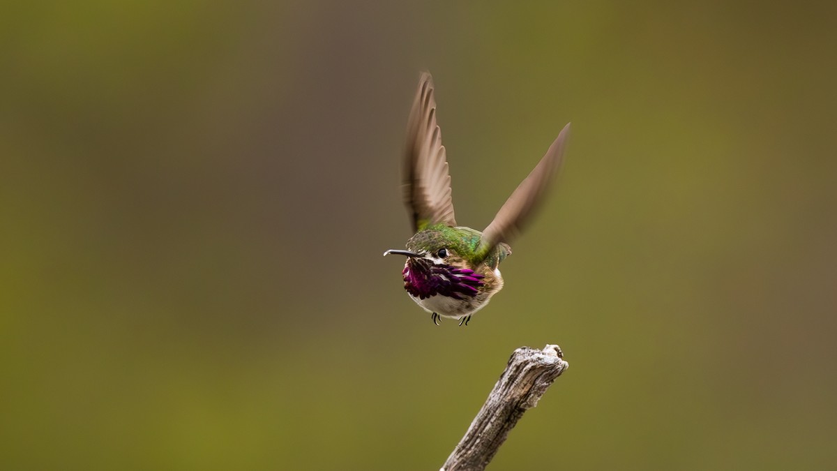 Calliope Hummingbird - ML568652881