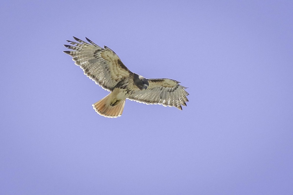 Red-tailed Hawk - ML568653291