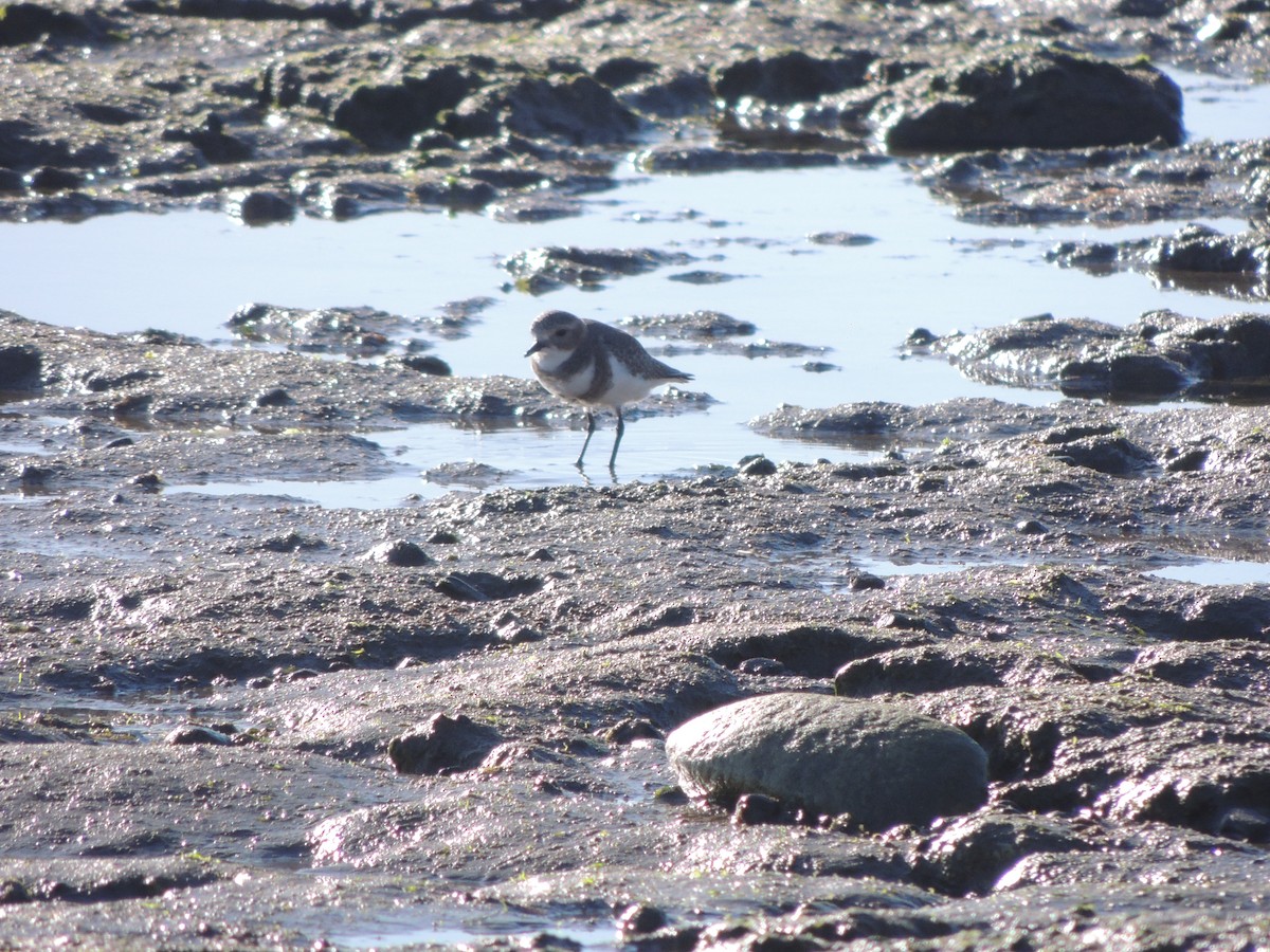 Two-banded Plover - Veronica Monteagudo