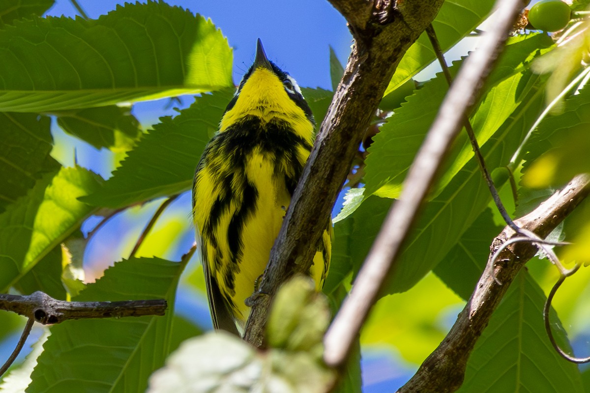 Magnolia Warbler - Anonymous