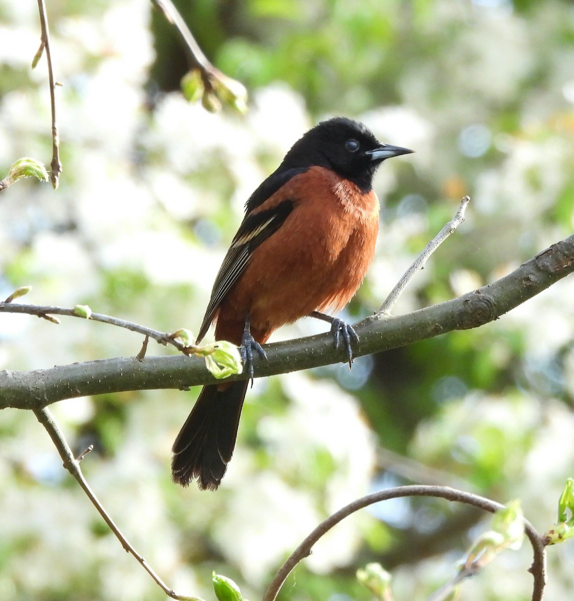 Orchard Oriole - ML568654091