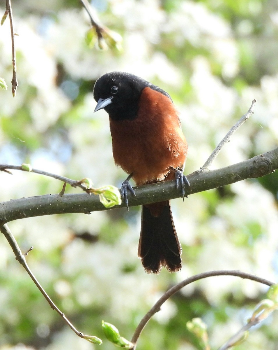 Orchard Oriole - ML568654171