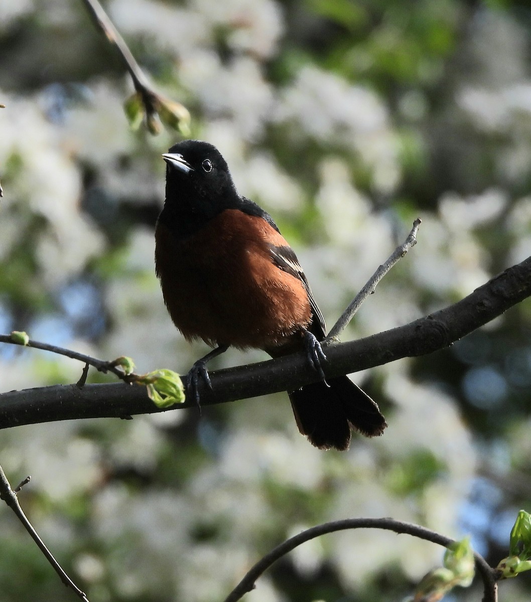 Orchard Oriole - ML568654221