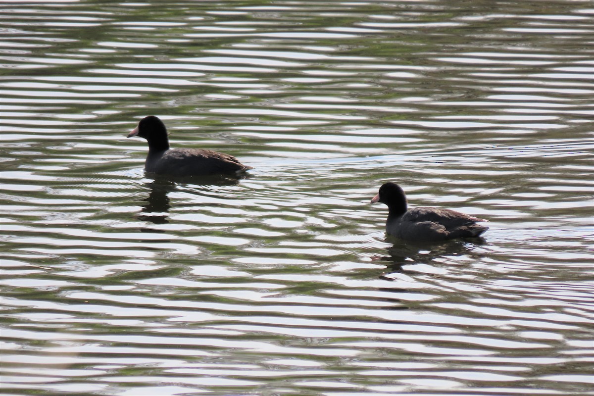 American Coot - Paula Perdoni