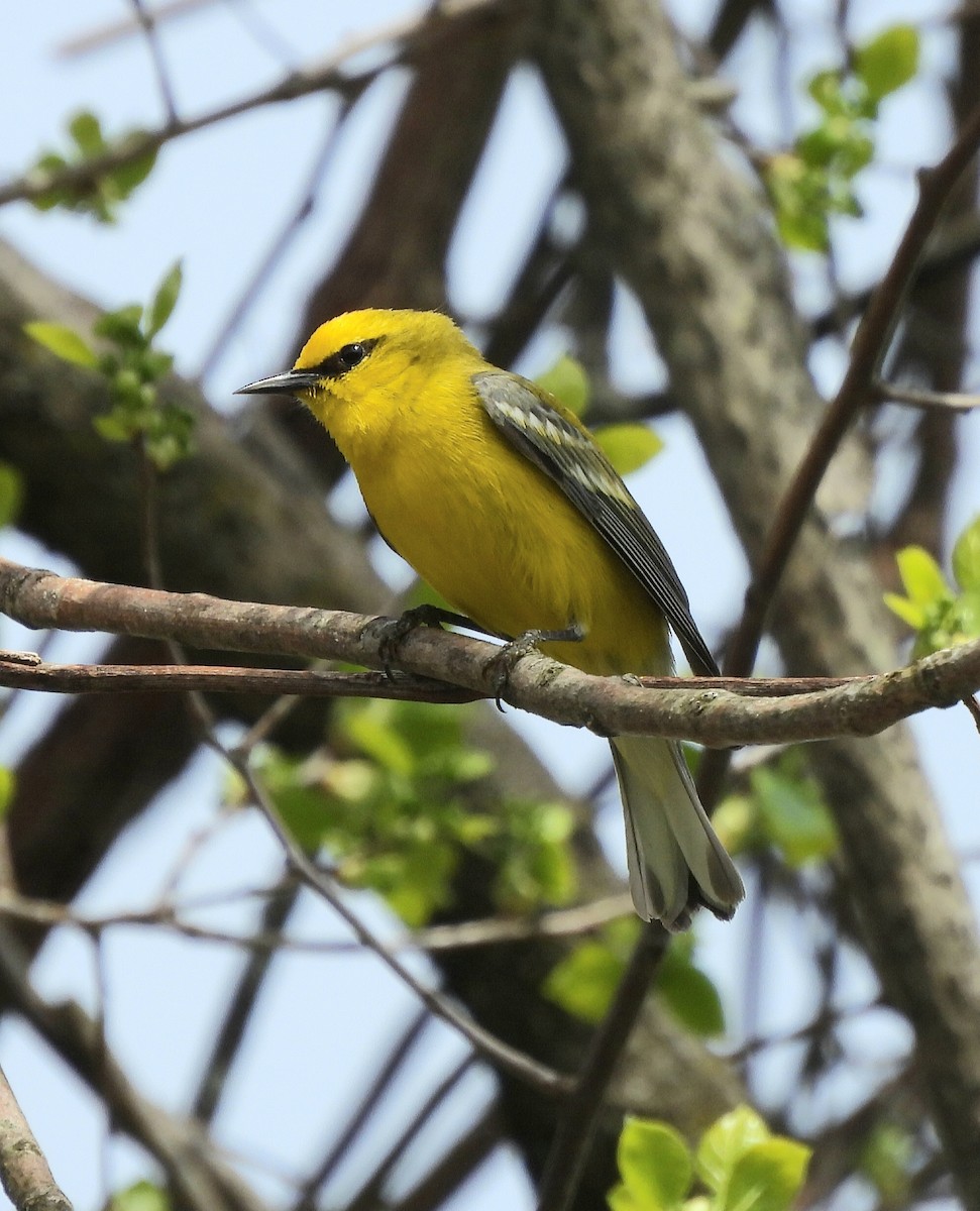 Blue-winged Warbler - ML568654671