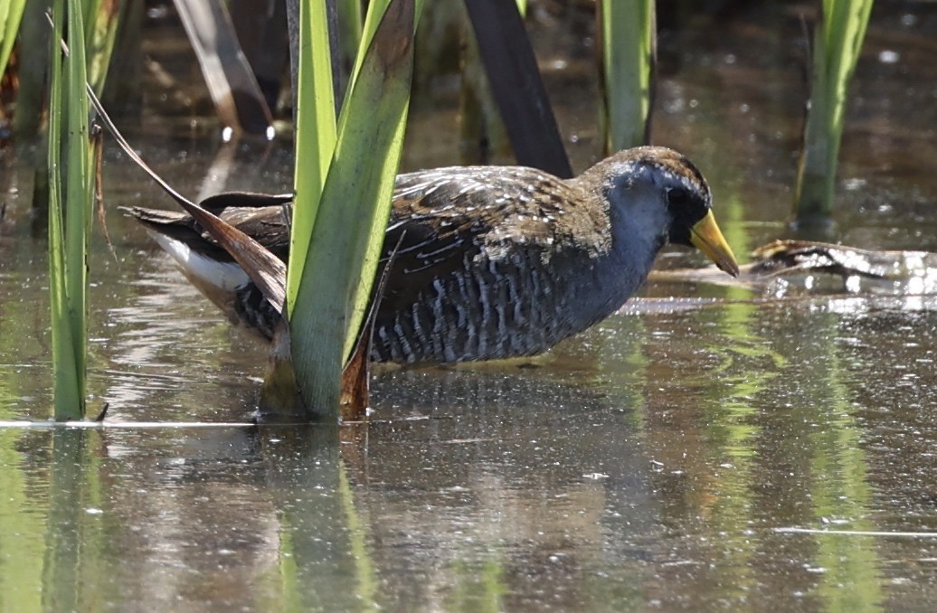 Polluela Sora - ML568654961