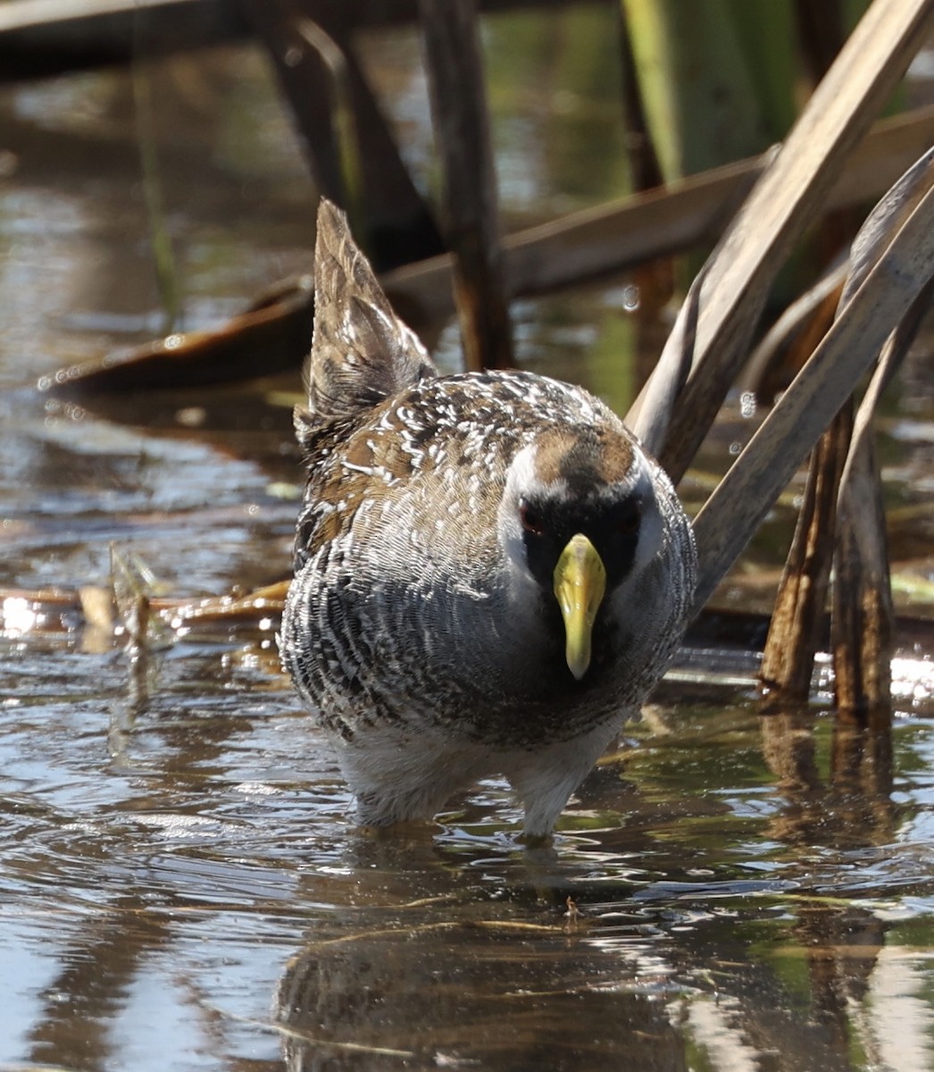 Polluela Sora - ML568654981