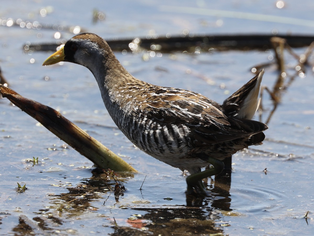 Polluela Sora - ML568655001