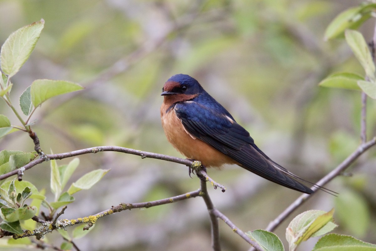 Barn Swallow - Cam Walker