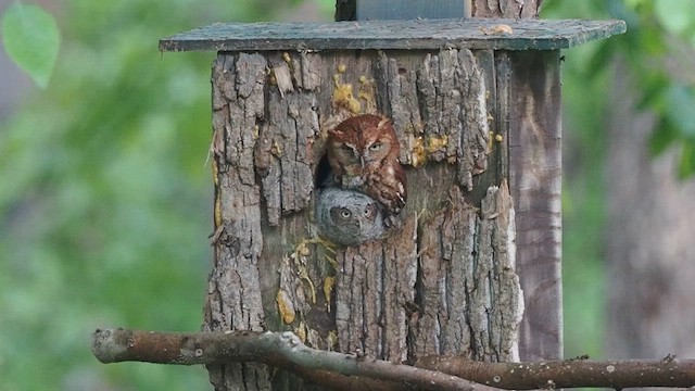 Eastern Screech-Owl - ML568656291