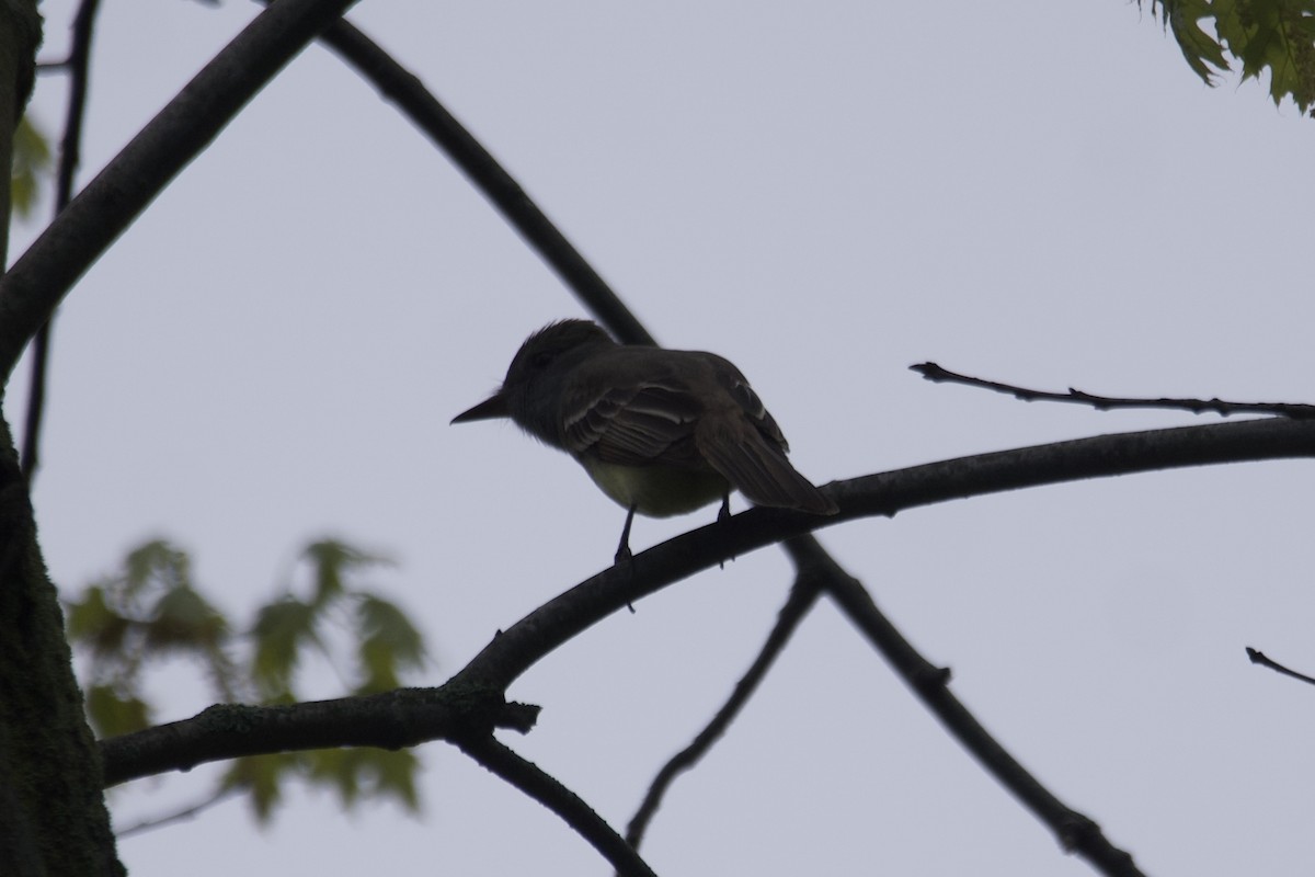 Great Crested Flycatcher - ML568656311