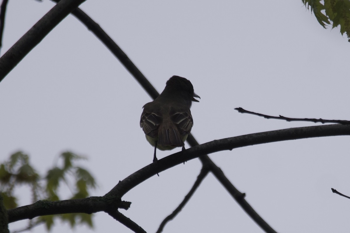 Great Crested Flycatcher - ML568656321